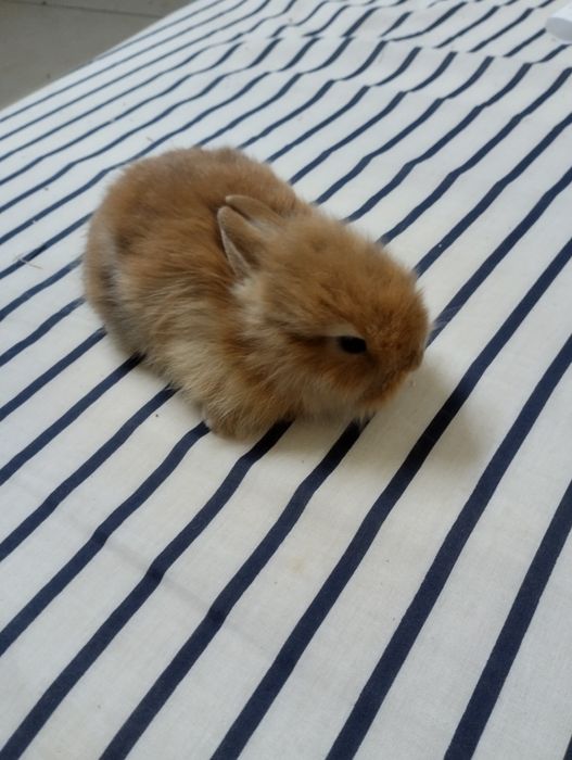 Coelho anão bebe