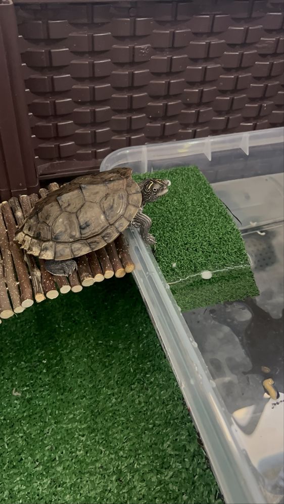Terrario tartaruga pronto a utilizar