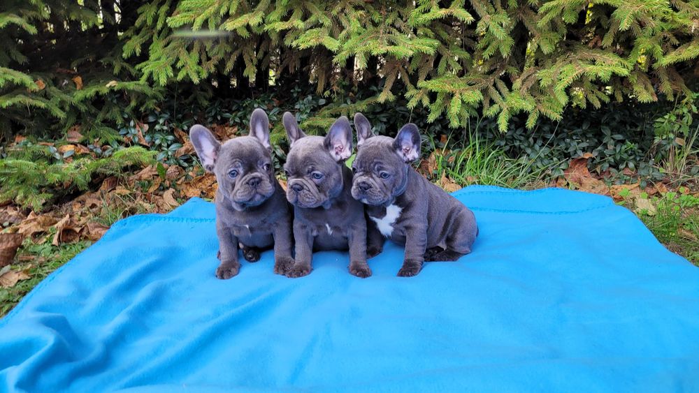 Buldog francuski szczeniak niebieski[blue]