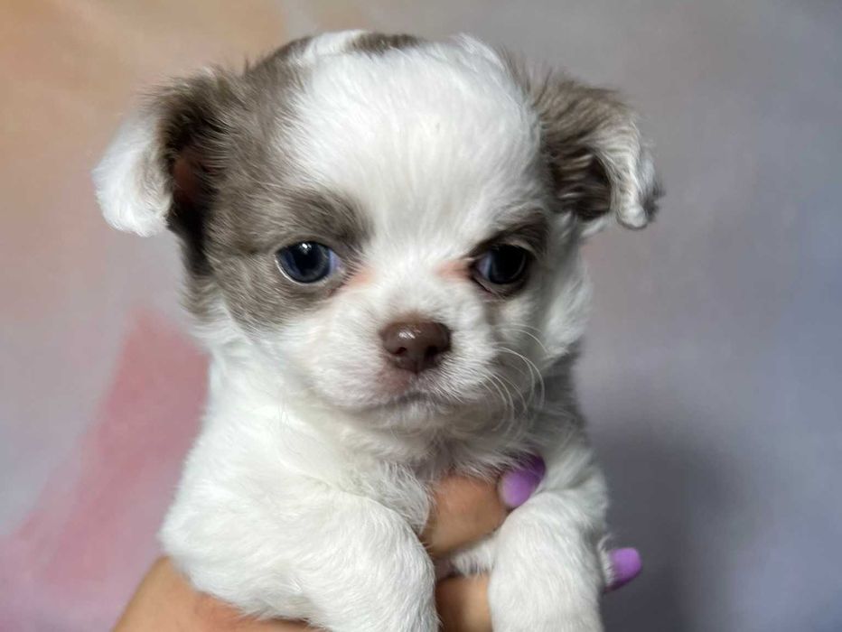 Suczka długowłosa Chihuahua Biało-czekoladowa szczeniak