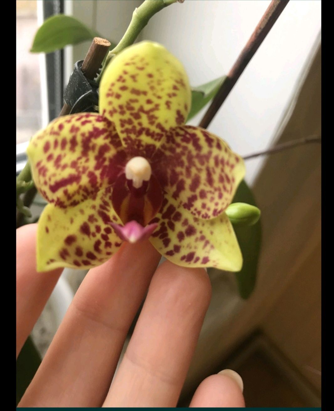 Орхидея сортовая фаленопсис дикий кіт жовтийароматная