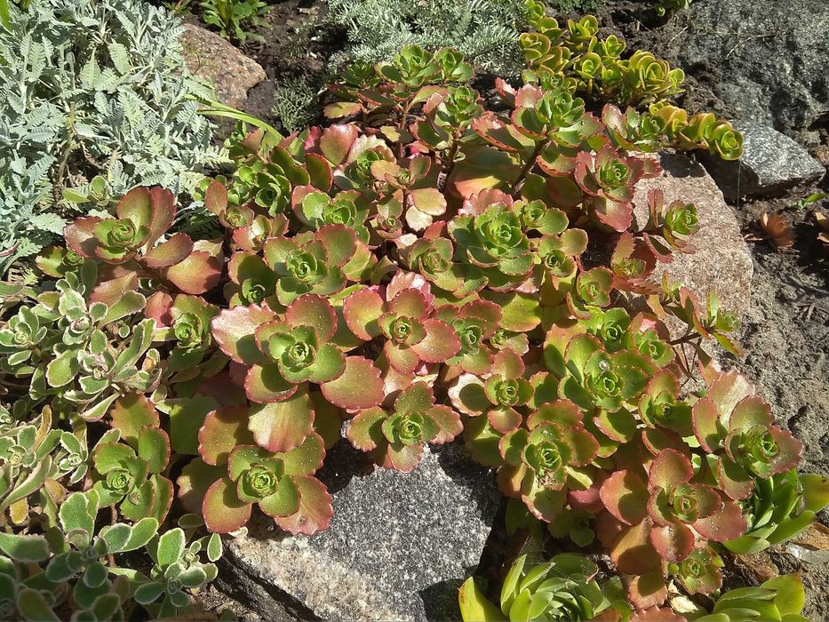 очиток, седум варієгатний, посухостійкі рослини