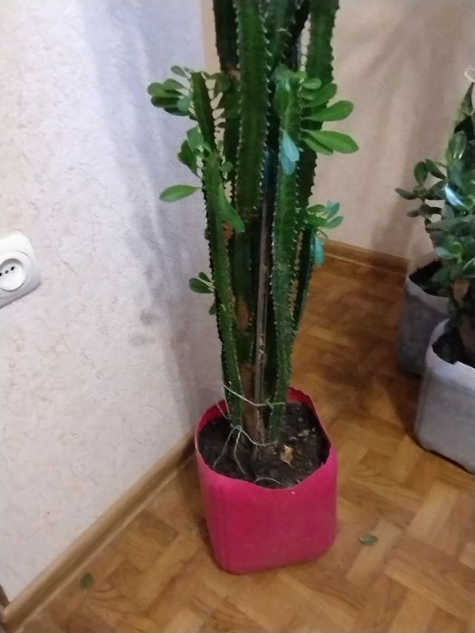 Кактус  кімнатний