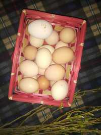 яйця курячі домашні  з доставкою
