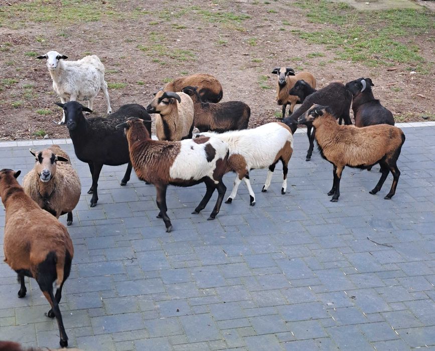 Mlode owce i triki kameruńskie.