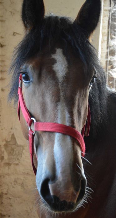 Tanie 2 konie zimnokrwiste