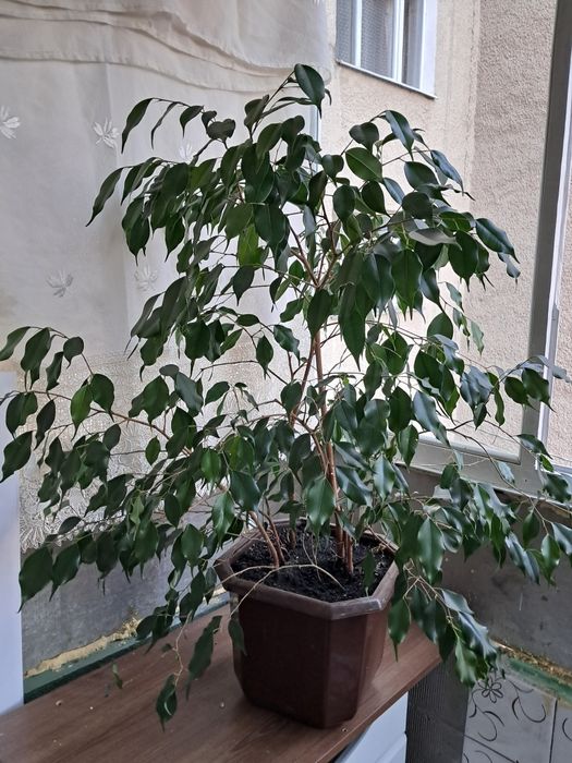 Продам фікус Бенджаміна