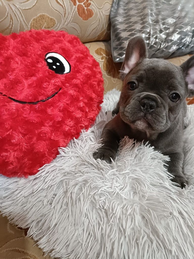 Buldog francuski