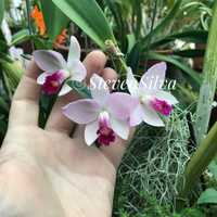 Orquídea Slc. Japanese Beauty