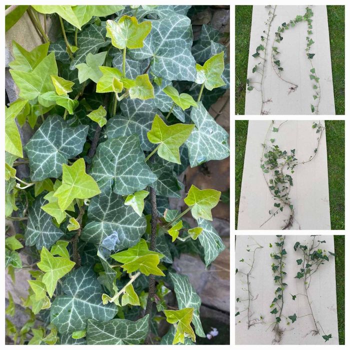 Плющ вічнозелений різних розмірів з гарними корінцями