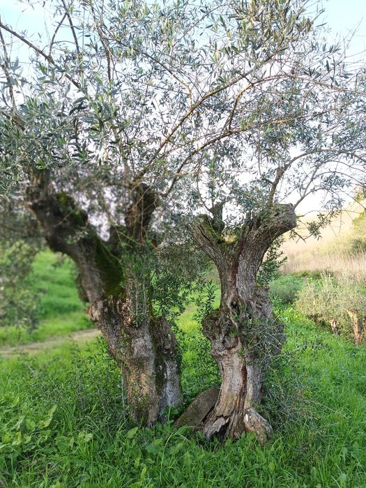 Compro e vendo todo tipo de oliveiras e outras arvores para transplar