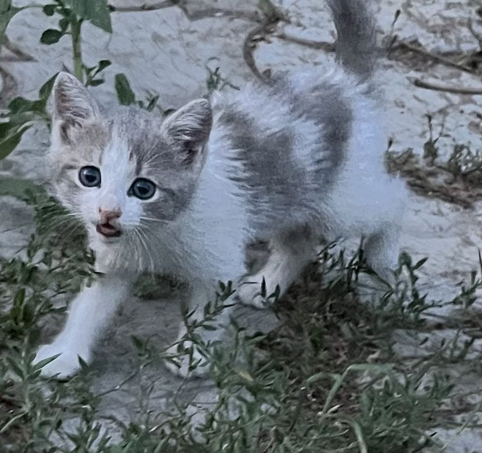 Кошенятка в добрі руки