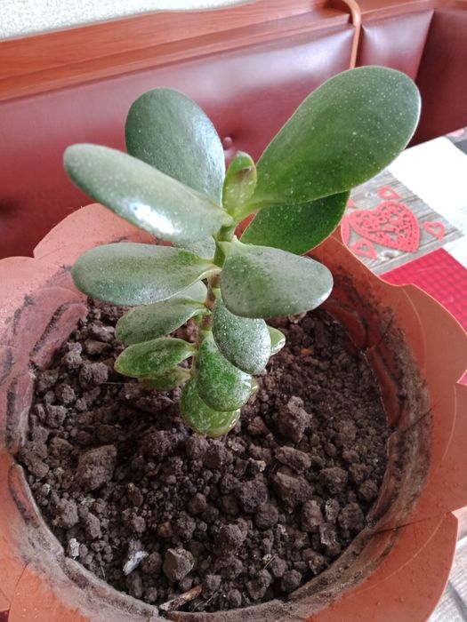 Денежное дерево  .