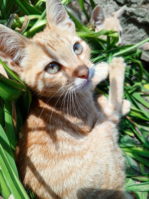 Віддам чудових кошенят