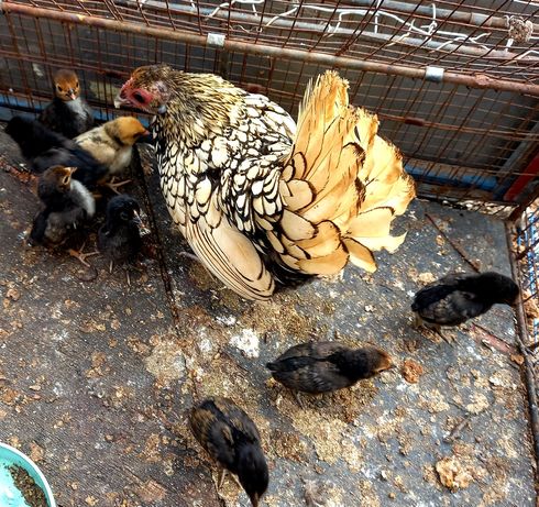 Цыплята карликовых декоративных кур  сибрайт +  аям цемани