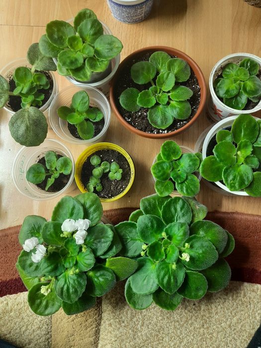 Продам фіалки сортові