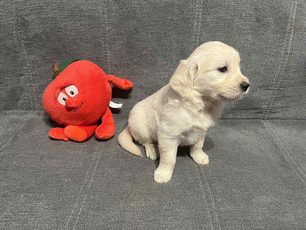 Już do odbioru. Elen suczka Golden Retriever