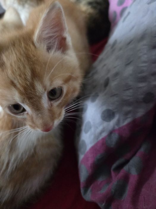 Kotki i kocurki do oddania