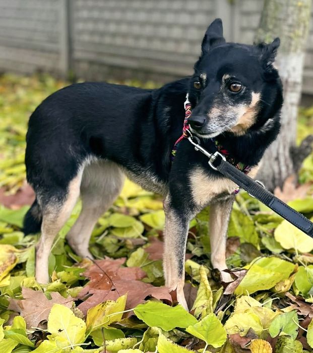 Przekochana Kaila błaga o dom i szansę...
