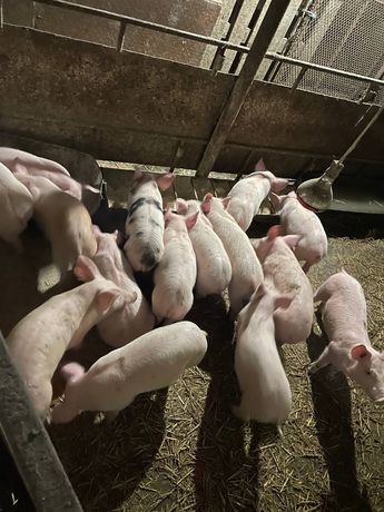 Поросята свинки кобанчики свиньи продам