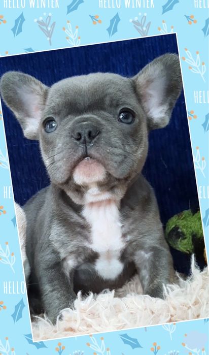 Шик! Блакитний хлопчик французик!