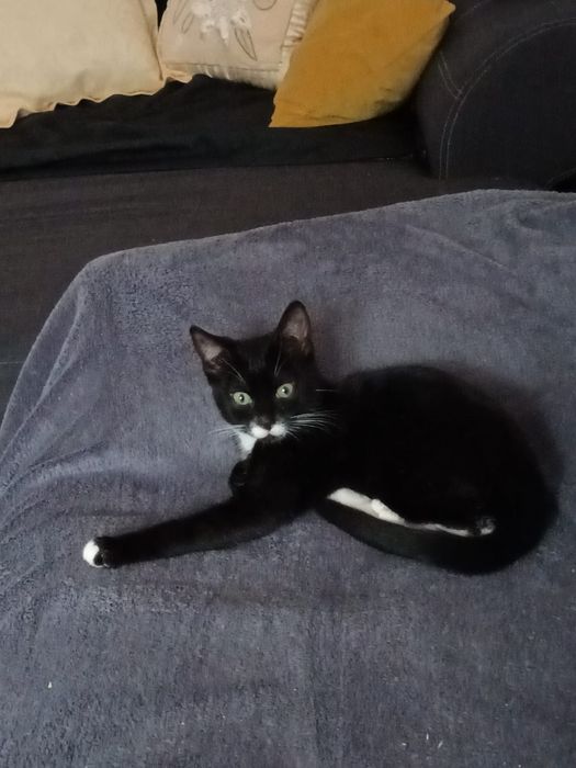 Koteczka 4 miesiące