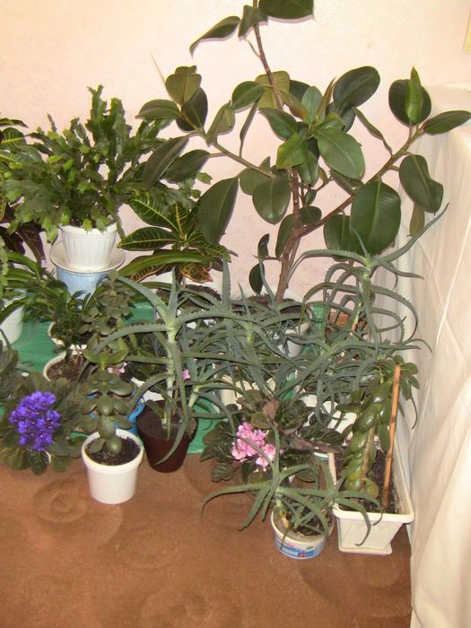 Комнатные растения фикус кротон рождественник алоэ лилия