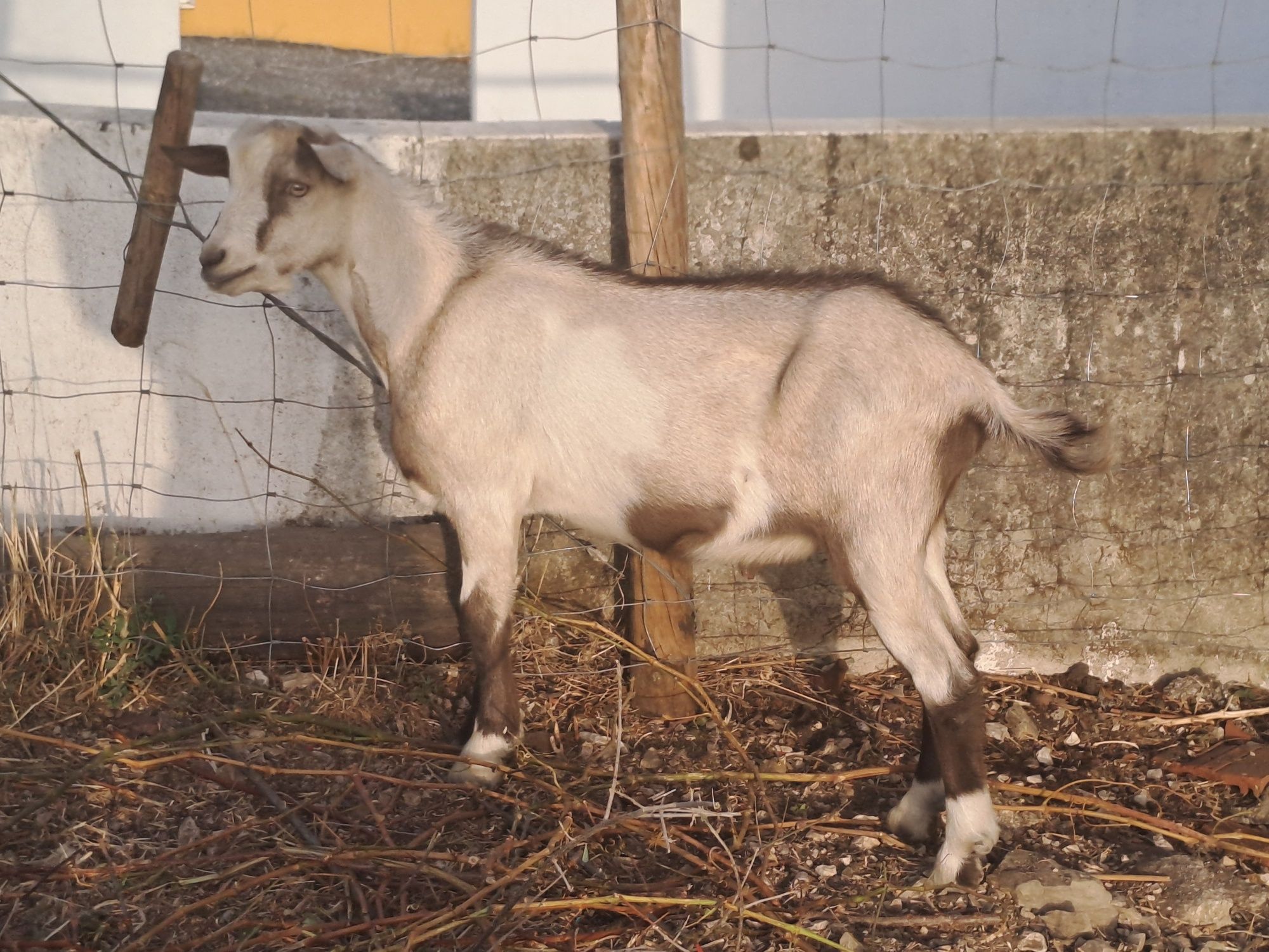 Cabrito bode mistura de Sannen com serpentina