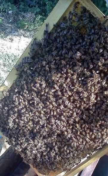 Бджоли, пакети, отводки, пчелы