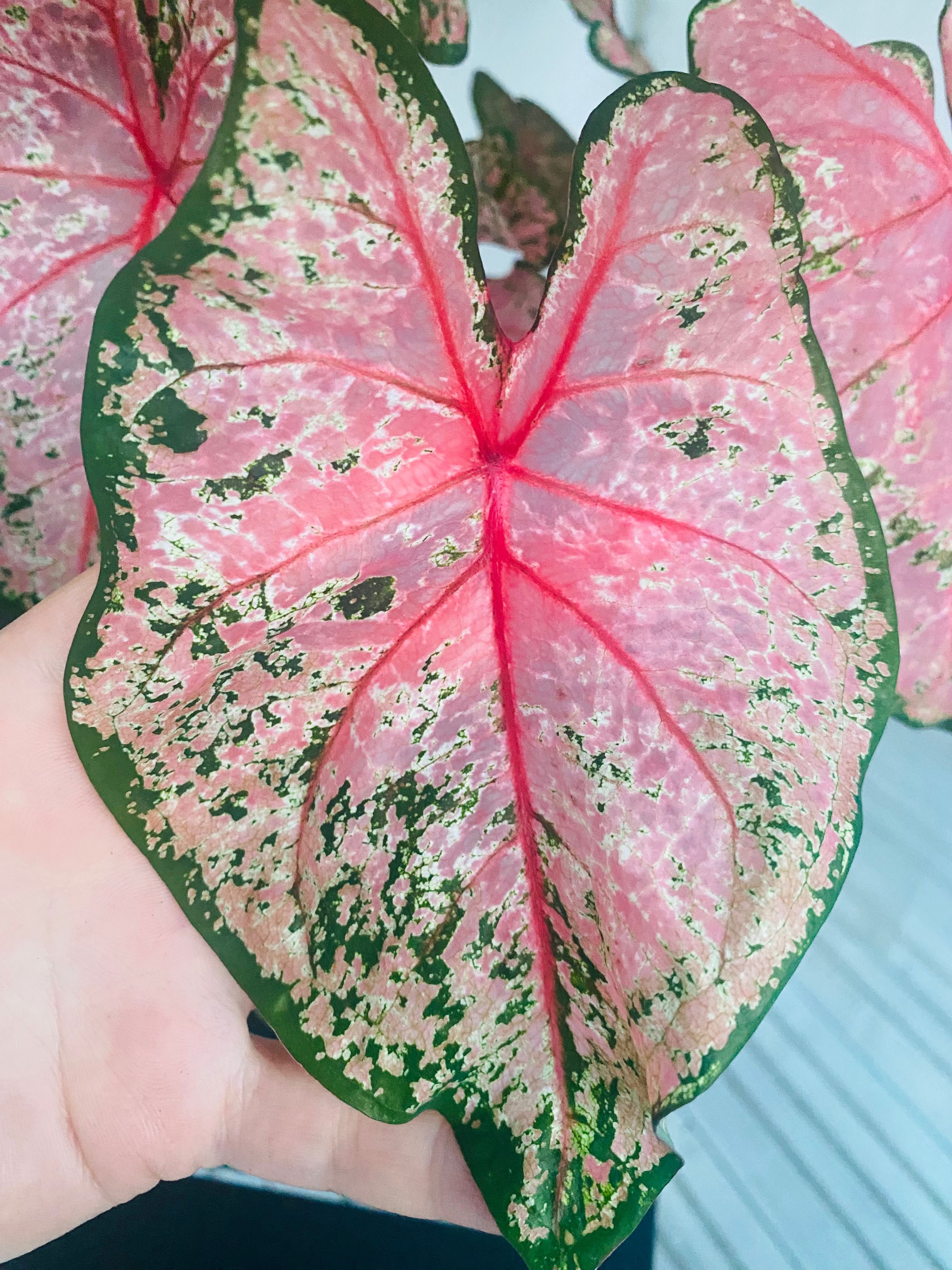Caladium Pink Beauty
