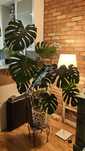Monstera deliciosa 160 cm