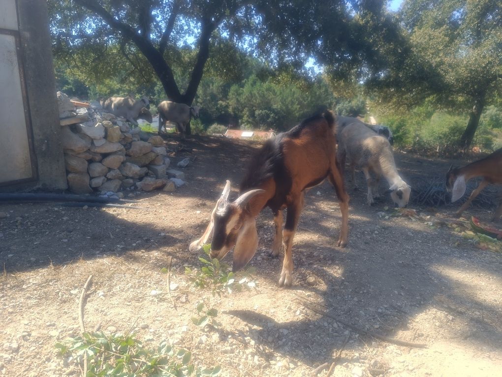 Cabrito Macho Anglo-nubiano