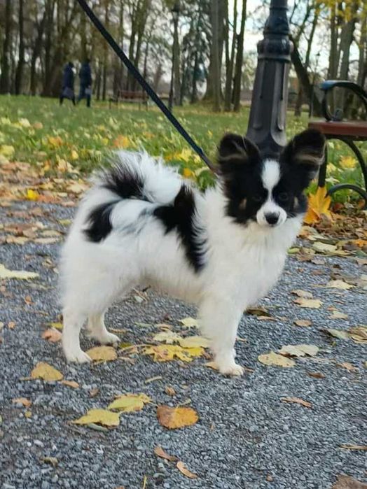 Papillon szczeniak piesek tricolor ZKwP FCI