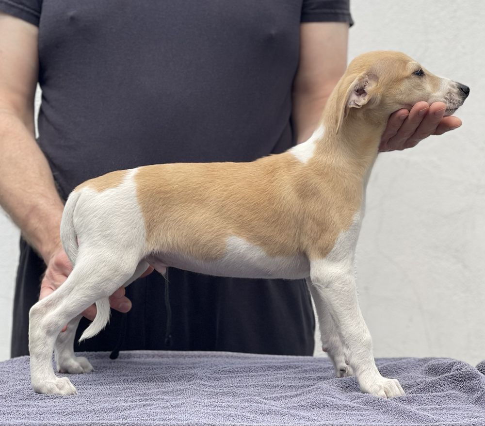 Whippet samiec ZKwP Revirado FCI gotowy do odbioru