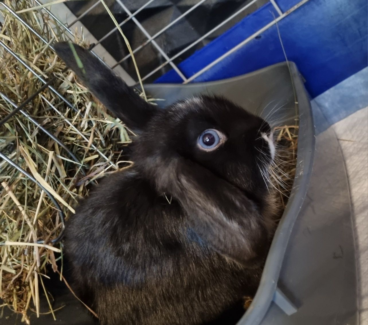 Królik baranek mini lop