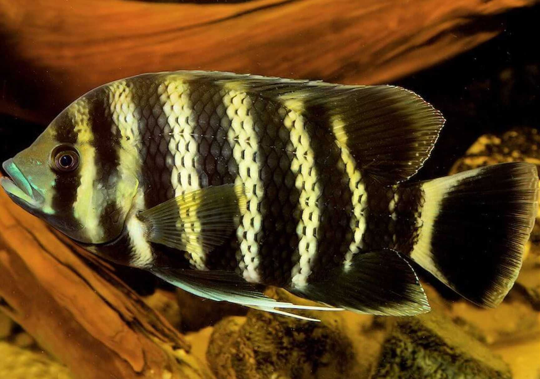 Tilapia zebra - Heterotilapia buttikoferi - dowozimy, wysyłamy