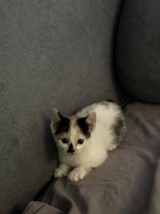 Отдам котенка в любящие руки