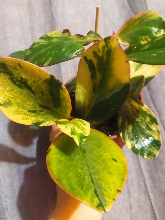 Пеперомія варієгатна,сорт Джеллі , гібрид дорослий кущ