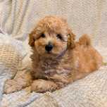 ^^maltipoo  F1B^^