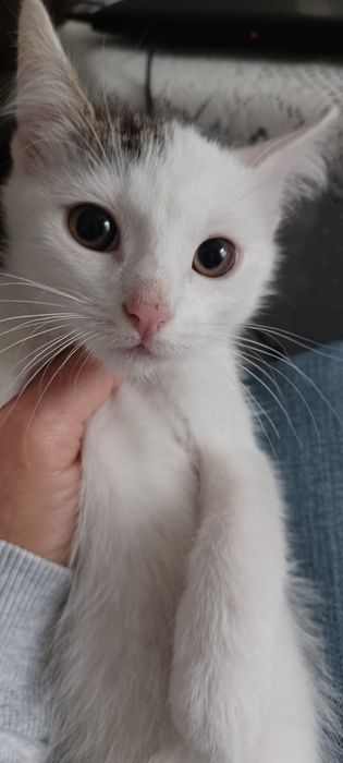 Małe kotki szukają kochającego opiekuna