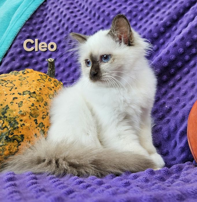 Święty Kot Birmański