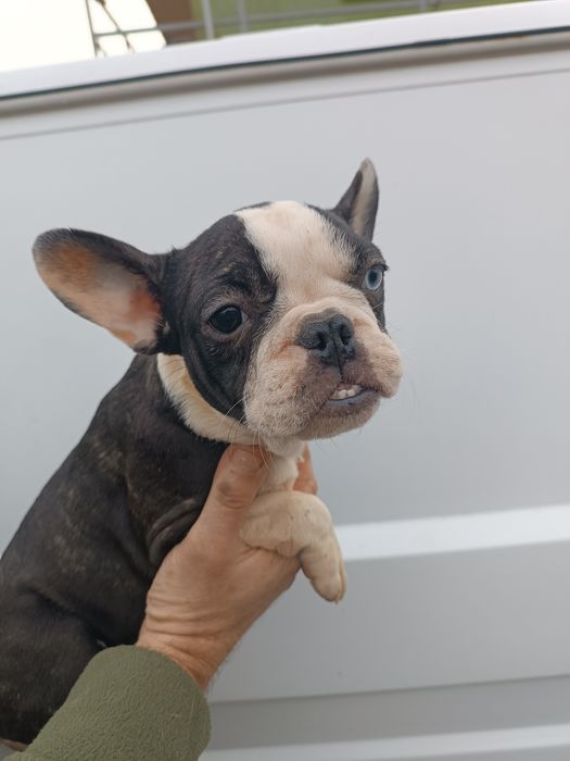 Дівчатка та хлопчики чистокровні французькі бульдоги