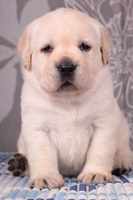 Породные палевые щенки лабрадора. Питомник