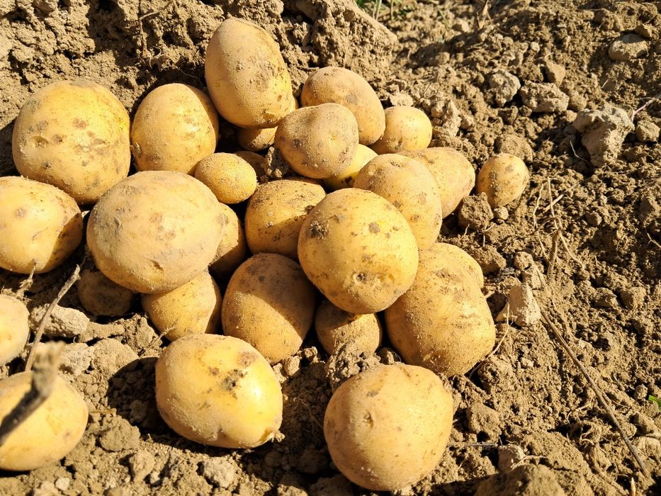 Ziemniaki  żółte