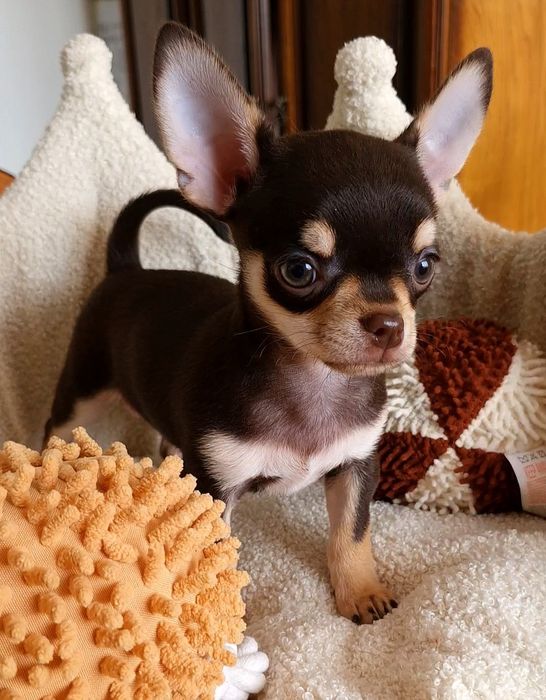 ** Gizmo ** Chihuahua śliczny chłopiec