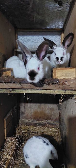 Króliki kalifornijskie