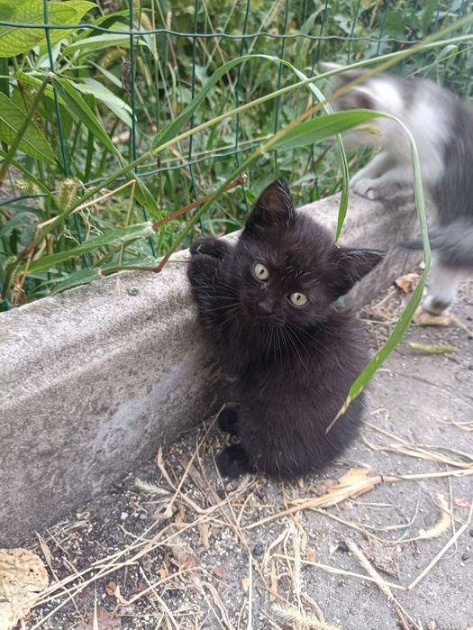 Кошенята, віддамо в добрі руки