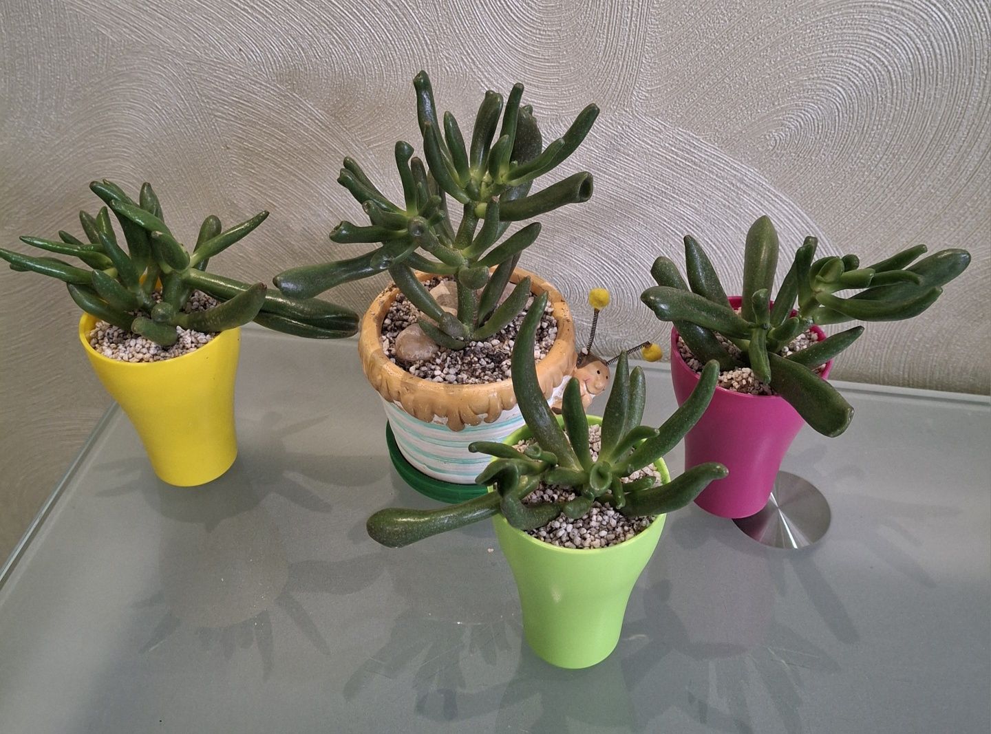 Крассула Голлум (Crassula Gollum)
