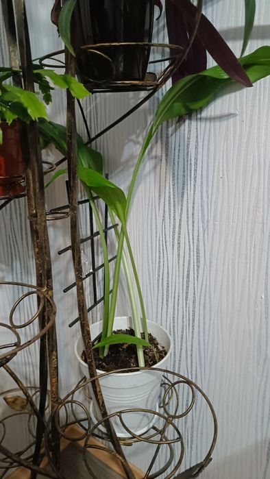 Эухарис белая и красная лилия