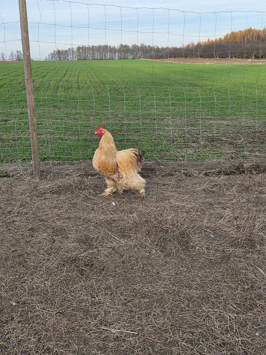 Sprzedam kury kohiny